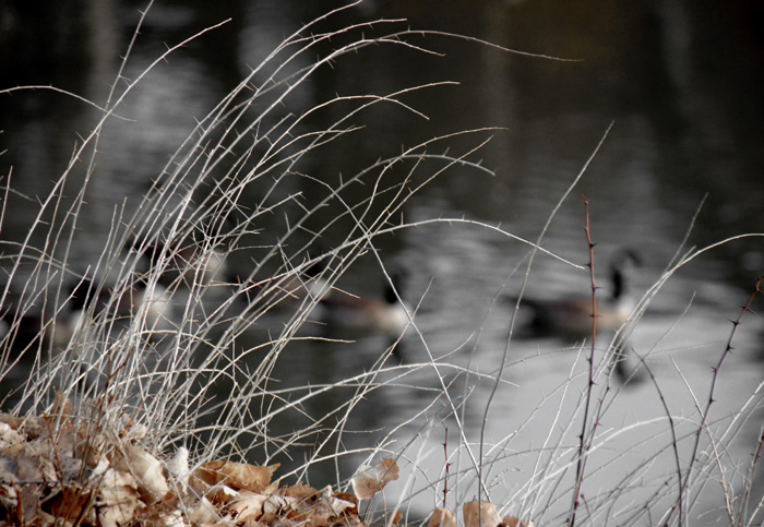 Bokeh, Rules of Thirds, & Shallow DOF