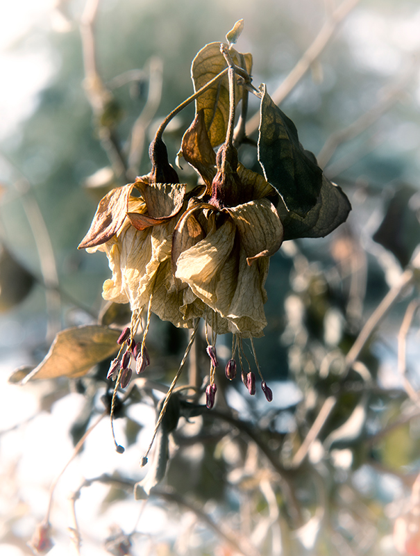 bokeh, centred composition, soft focus