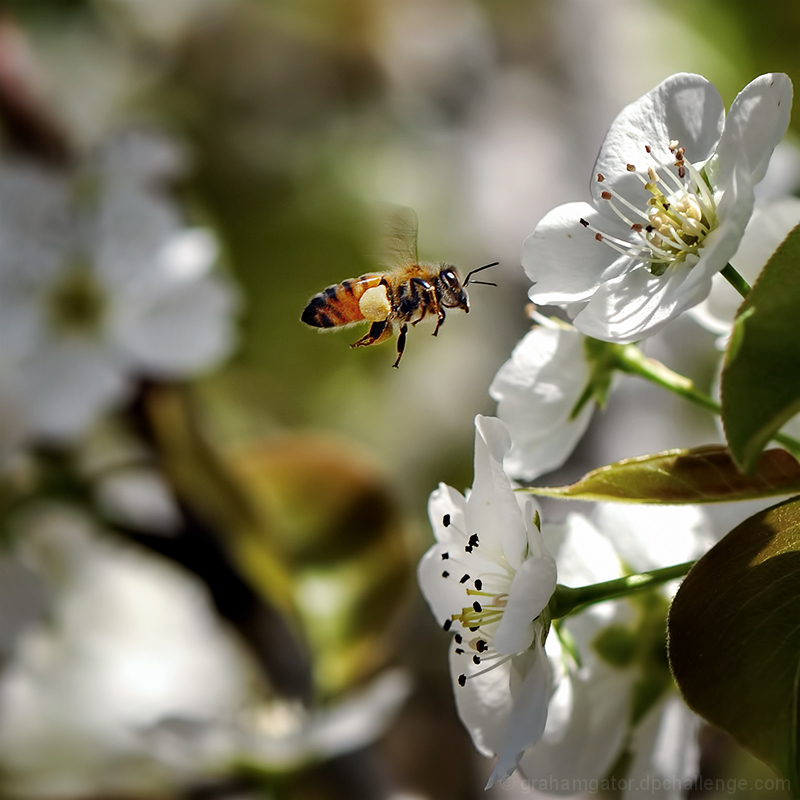 Bokeh, Rule of Thirds, Stop Action