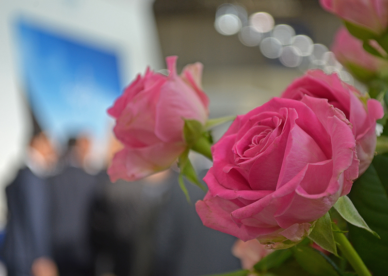 Bokeh, Rule of Thirds and Shallow DOF