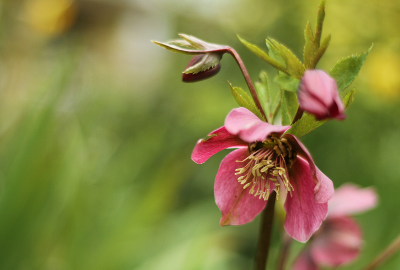 Bokeh, Rule of Thirds, Shallow DOF