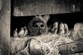 Hiding Hound