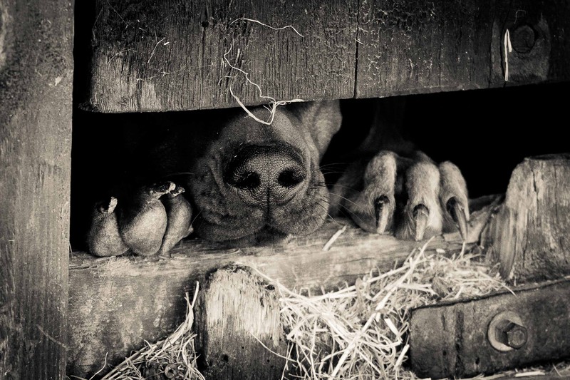 Hiding Hound