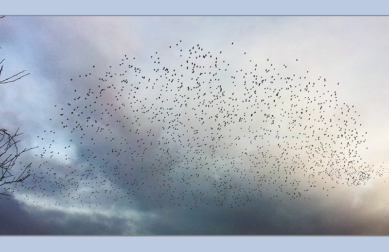 Cloud of birds in the clouds