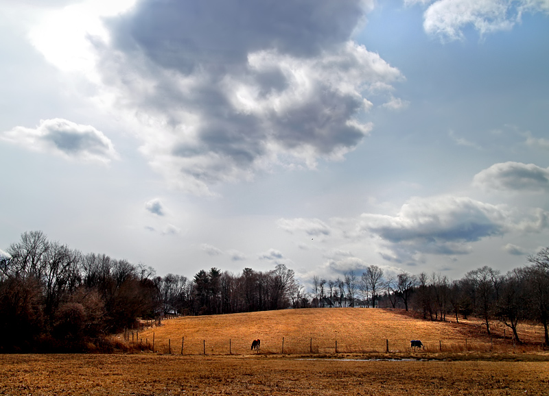 Cloudy with a chance of horses