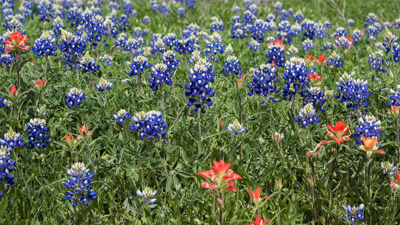 Indian Paintbrush & Blue Bonnets