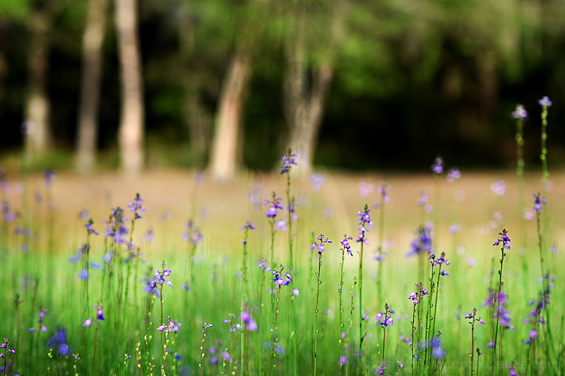 in the meadow