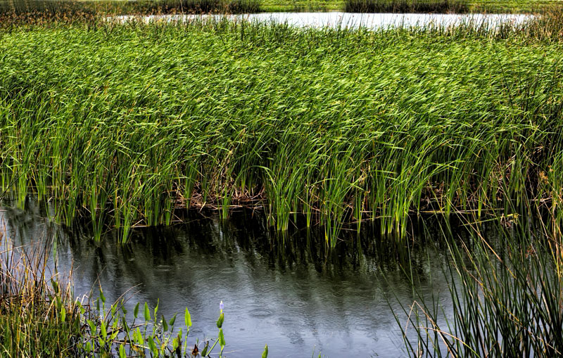 Waving Grass