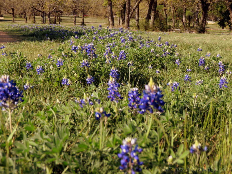 Bluebonnet way