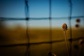 View-Thru-the-Fence