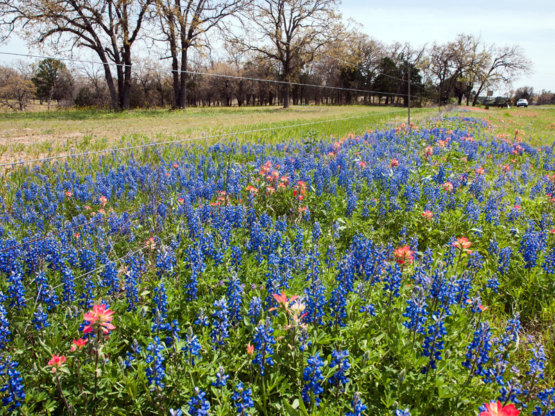 Electric Fence and wildflowers