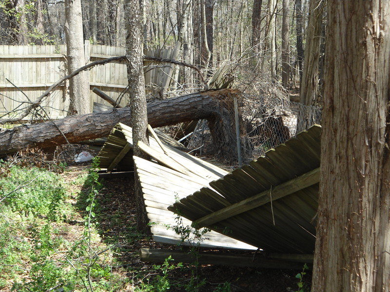Strong winds topple trees and fences.... 