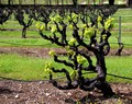 Vines Sprouting