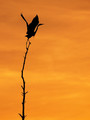 Arise