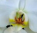 White-Orchid