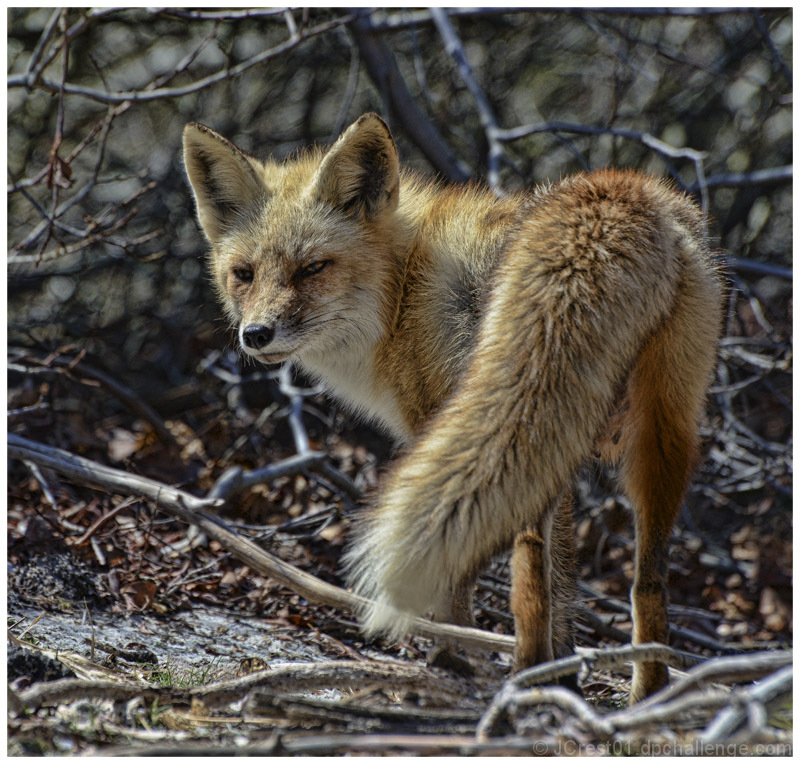 Red Fox