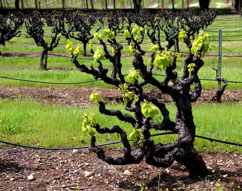 Vines Sprouting