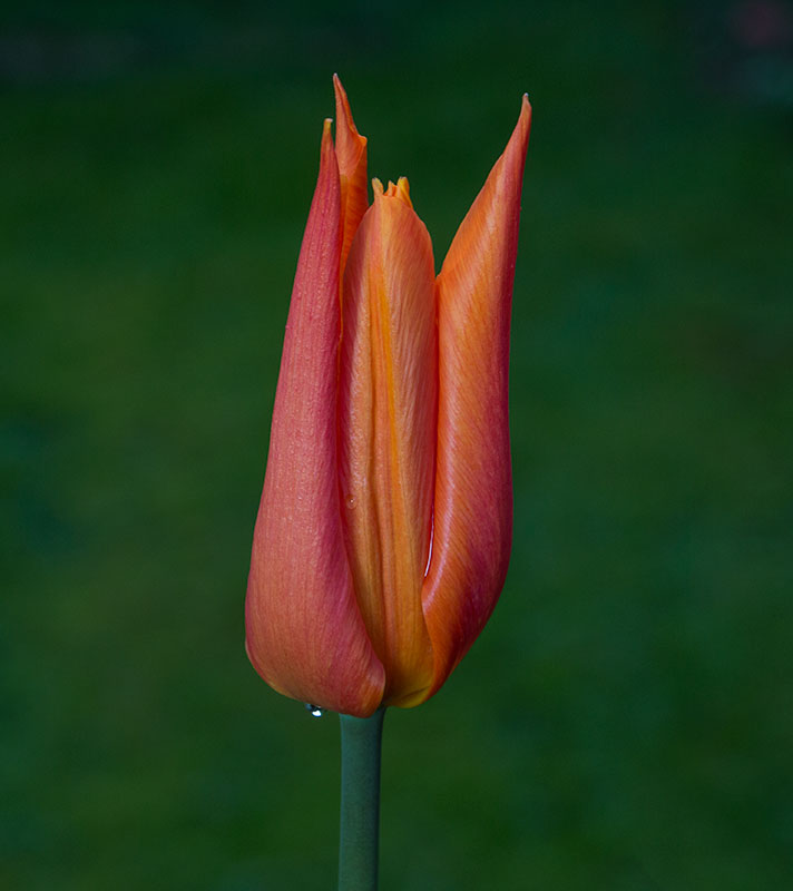 Tulip