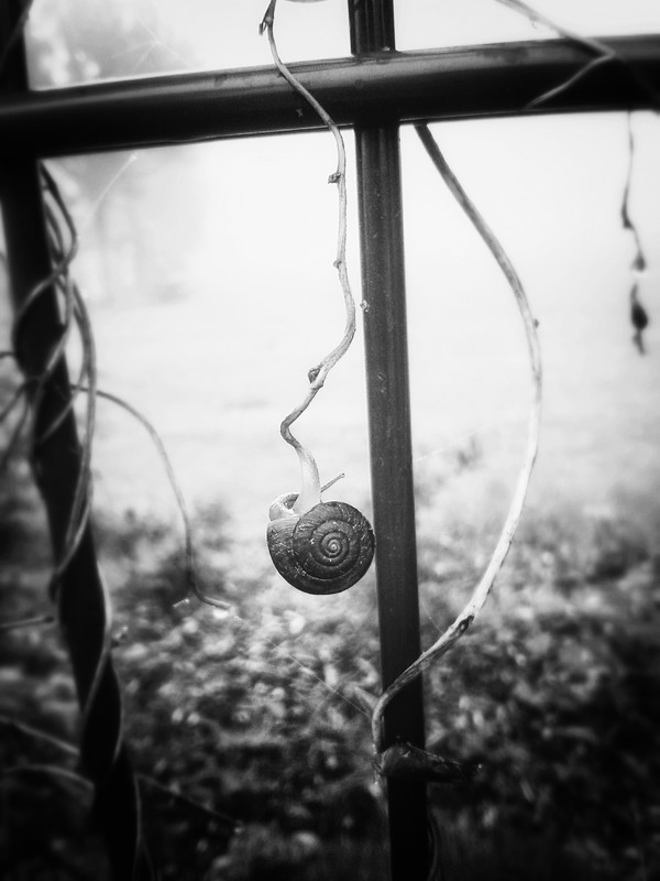 Fenced Gastropoda
