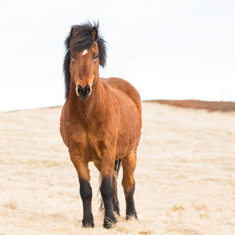 Icelandic horse