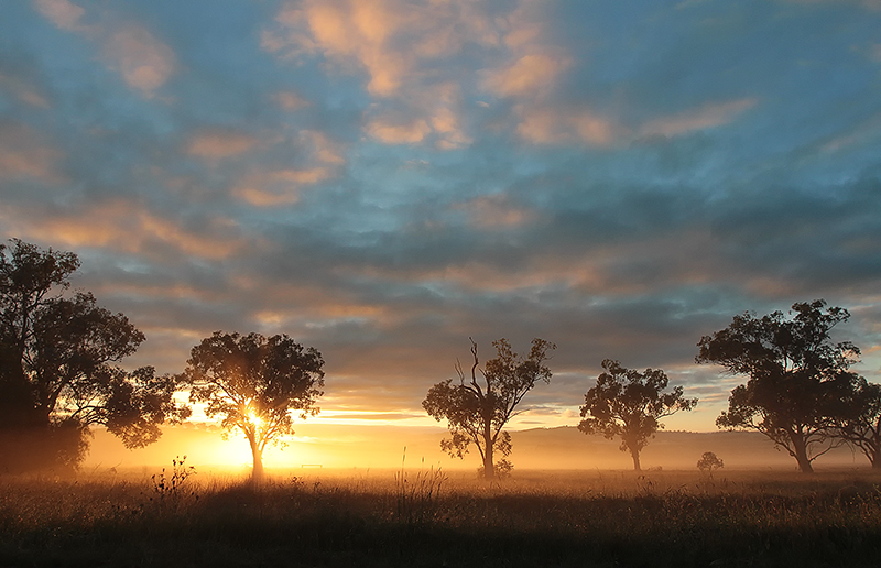 Morning Has Broken