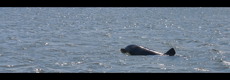 Bottle Nose Dolphin