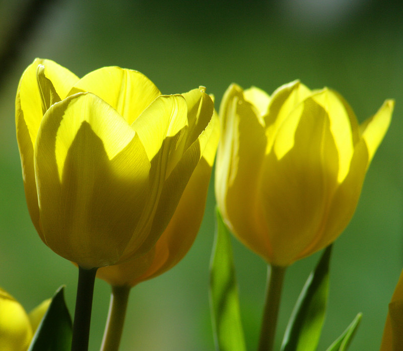 tulips