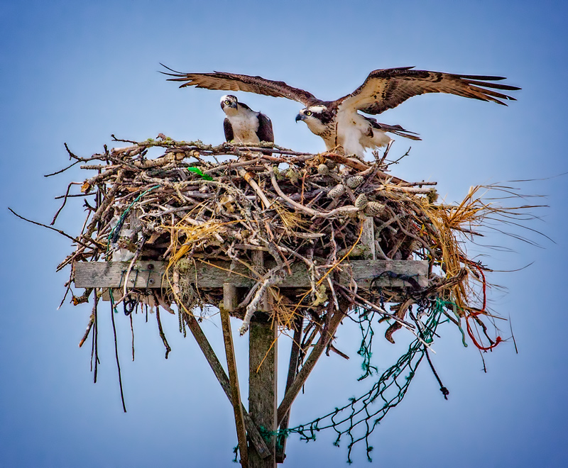 Nesting Ospreys, Early Spring