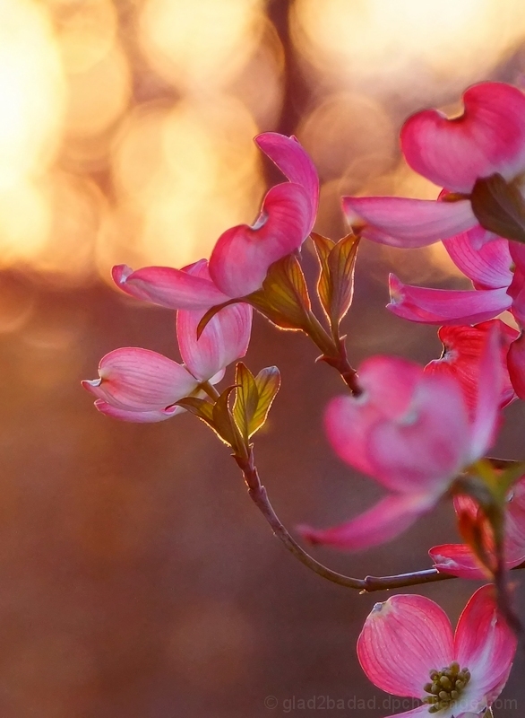 Sunset Blossoms