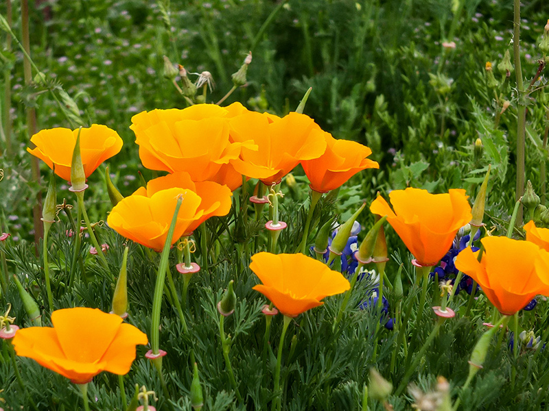 California Poppies