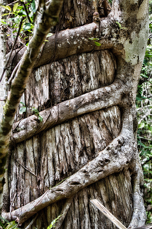 Strangler Fig on Cypress Tree