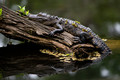 Lazy Day in the Pond