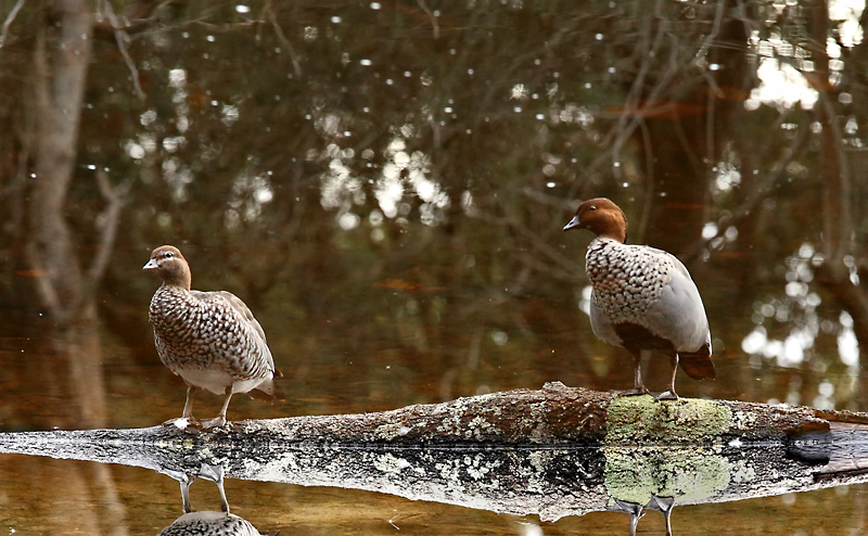 two ducks