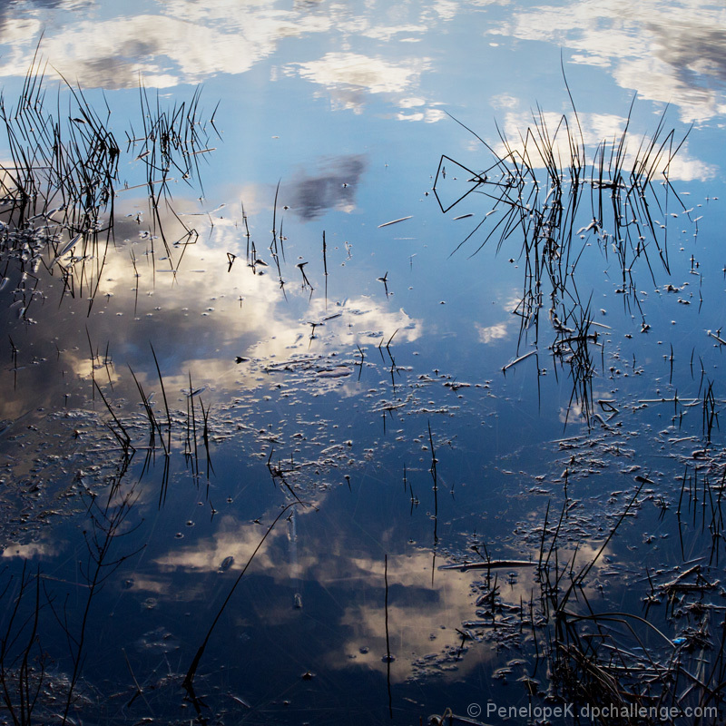 Pond Sedge in Clouds