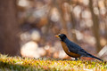 Robin