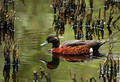 a duck in the mangroves