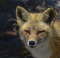 NJ Pine Barren Fox