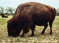 American Bison