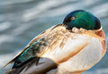 Mallard