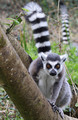 Ring-tailed Lemur