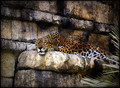 Jaguar on Mayan Temple