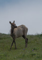 Tule Elk