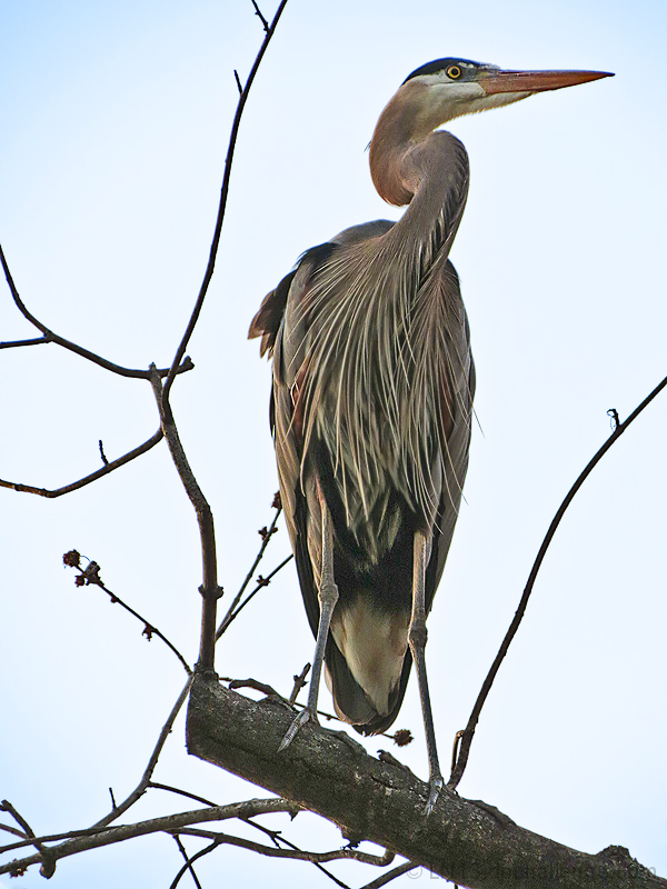 Ardea herodias
