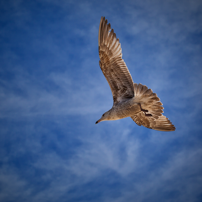 Herring Gull, Afternoon Light