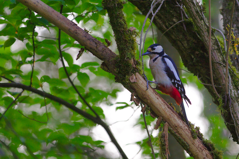 Great Spotted Woodpecker