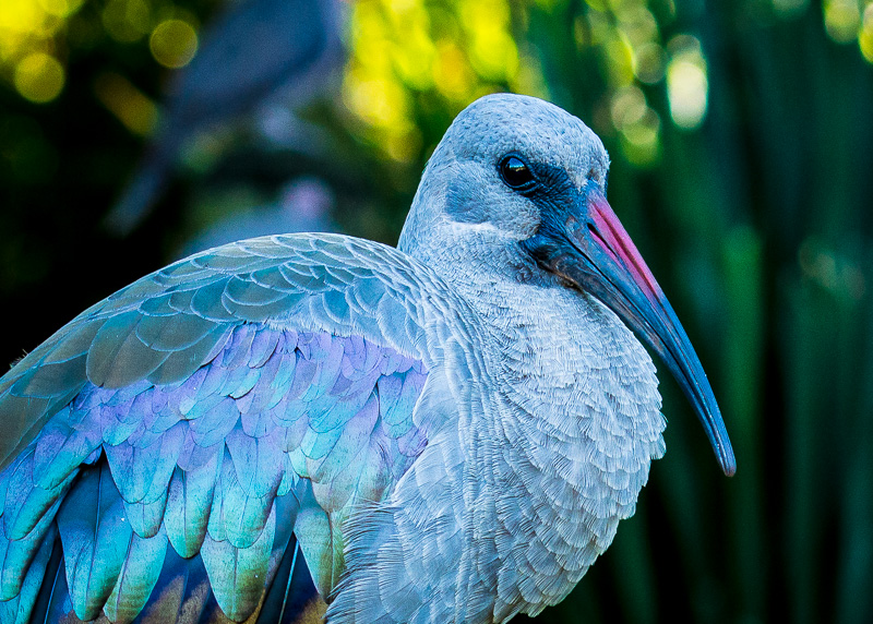 African Hadeda Ibis