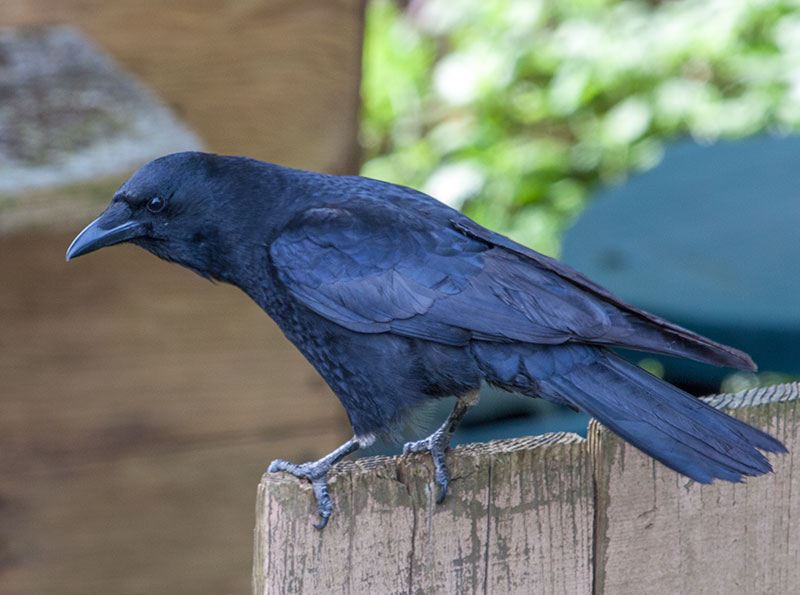 Crow