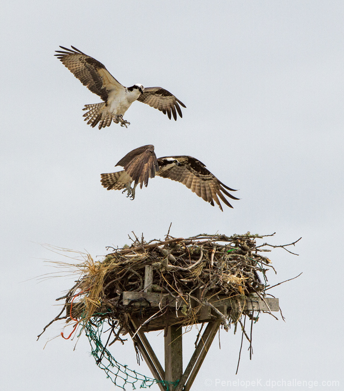 Ospreys: Home for the Summer!