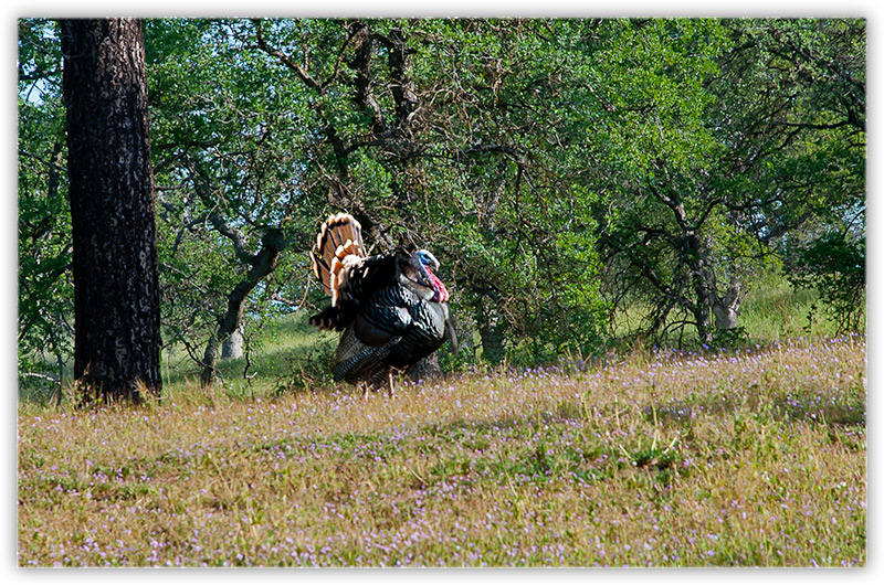 Dinner Bird Walking