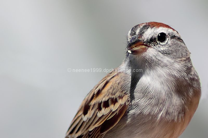 Eye of the Sparrow